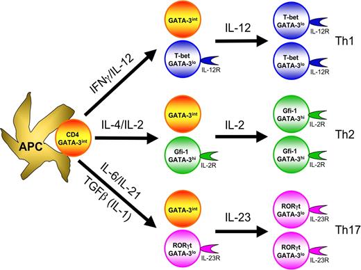 Figure 2. T-cell differentiation involves instructive differentiation as well as selective expansion of differentiated cells. The cytokines critical for the differentiation of each lineage instruct activated CD4 T cells to express their master transcription factors, T-bet for Th1, GATA-3 for Th2 and RORγt for Th17, as well as other lineage specific factors, IL-12R for Th1, Gfi-1 for Th2 and IL-23R for Th17. In many instances, only a portion of cells expresses the indicated transcription factors and adopts the differentiated phenotype. Such differentiated cells express the factors that determine responsiveness to particular cytokines, IL-12 for Th1, IL-2 for Th2 and IL-23 for Th17 cells, thus leading to selective expansion of those differentiated cells.