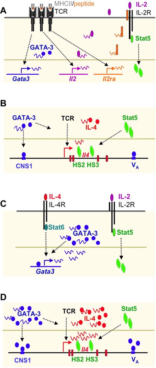 Figure 3. Th2 differentiation driven by low concentration of peptide stimulation in vitro consists of an IL-4–independent initiation phase and an IL-4–dependent amplification phase. (A) TCR stimulation by low concentration of peptide induces IL-4–independent GATA-3 expression and IL-2–mediated Stat5 activation. (B) GATA-3 binds to CNS-1 and VA whereas activated Stat5 binds to HSII and HSIII of Il4 locus. Both are critical for TCR-mediated IL-4 production at the initial phase of Th2 cell differentiation. (C) IL-4 produced by T cells can further induce GATA-3 expression through Stat6 activation. GATA-3 also regulates itself once it reaches a certain threshold. Thus, IL-4–mediated GATA-3 expression together with IL-2–mediated Stat5 activation drives full Th2 differentiation. (D) High levels of GATA-3 and activated Stat5 play critical roles in inducing large amount of IL-4 production.