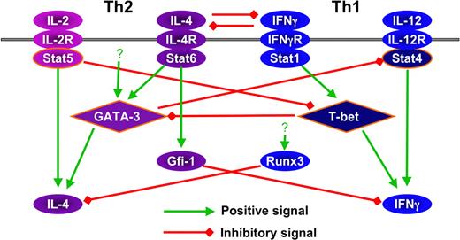 Figure 4. Cross regulation among the factors that are involved in Th1 and Th2 differentiation.