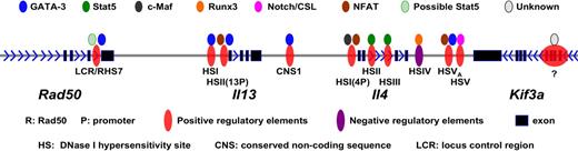 Figure 5. Positive and negative regulatory elements within Il4/Il13 loci and their binding to transcription factors.