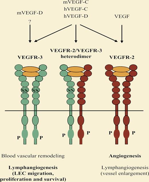VEGF-C is essential for embryonic lymphatic vascular development whereas VEGF-D has a dispensable modifier role in this process. Nevertheless, both growth factors potently stimulate lymphangiogenesis in adults. VEGFR-3 is required for the remodeling of the primary blood vascular plexus in midgestation mouse embryos, apparently in a VEGF-C/VEGF-D independent manner.7 Later in embryogenesis, VEGFR-3 becomes restricted to lymphatic vessels and is critical for embryonic lymphangiogenesis and postnatal lymphatic vessel survival. At least in adult lymphangiogenesis, VEGFR-3 can cooperate with the major angiogenic receptor, VEGFR-2. ? indicates possible additional ligand or interaction.