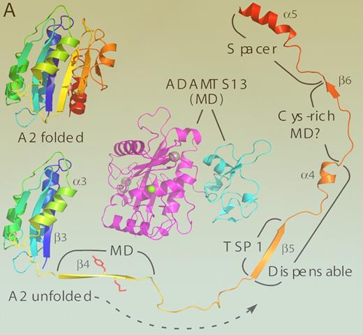A homology model of the ADAMTS13 metalloprotease (magenta) and disintegrin-like domains (cyan) is shown (MD) to provide a sense of scale, with active site Zn2+ ion (green) and 3 structural Ca2+ ions (gray) as spheres. The VWF A2 domain is predicted to consist of a 6-stranded β-sheet surrounded by 5 α-helices. Residues Tyr1605-Met1606 (side chains in red) are buried in strand β4. Exposure of this bond to ADAMTS13 requires substantial unfolding of domain A2; more distal segments that interact with specific domains of ADAMTS13 are labeled. The locations of these ADAMTS13 domains relative to the MD moiety are not known. Deletion of strand β5 through helix α4 (dispensable) has a minimal effect on the rate of substrate cleavage. Molecular graphics prepared with PyMOL (DeLano Scientific, Palo Alto, CA). See the complete figure in the article beginning on page 1713.