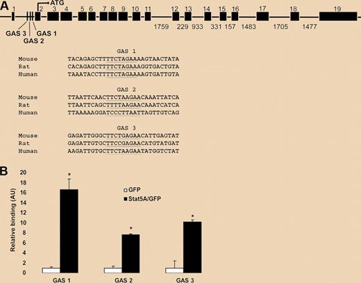 STAT5A/B binding sites in a putative Tfr1 enhancer. (A) Putative STAT5A/B binding (GAS) sites within intron 1 of the Tfr1 gene (underlined). Three conserved GAS sites were identified with GAS 1 having the highest interspecies conservation. Sites are shown aligned with sequences from other species (www.ensembl.org/index.html). (B) Chromatin immunoprecipitation analysis of binding of active STAT5A to the putative GAS sites within intron 1 of Tfr1. See the complete figure in the article beginning on page 2071.