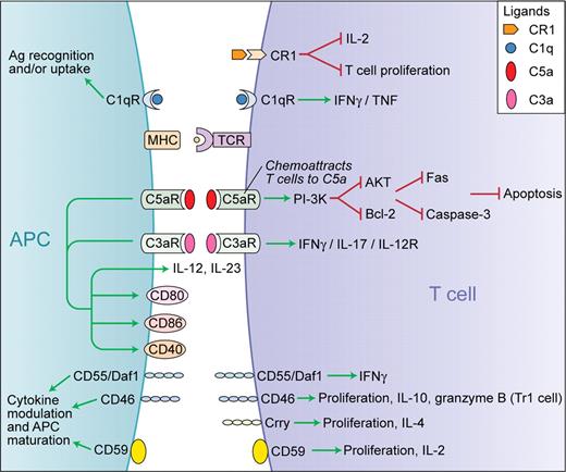Schematic representation of the functions of complement in the modulation of T-cell responses. Green arrows indicate stimulation and red lines indicate inhibition. Professional illustration by Kenneth X. Probst.