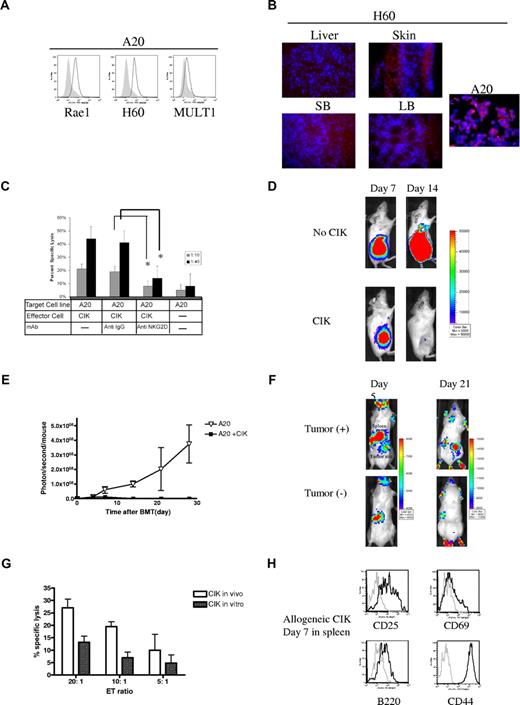 Figure 7. CIK cells retain tumor killing activity and home to tumor site in vivo. (A) NKG2D ligands were expressed on A20 tumor cells, (B) but not on GVHD target tissues such as small (SB) and large bowel (LB), skin, and liver on day 3 after irradiation. (C) Cytolysis against A20 cells. Effectors (allogeneic CIK cells) were combined with targets at indicated ratio either alone or in the presence of isotype control antibodies or NKG2D antibodies. *P < .05. (D) A20 luc+ leukemia/lymphoma cells (106; H-2d) were injected into Balb/c (H-2d) hosts in the right flank subcutaneously after lethal irradiation, followed by injection of 5 × 106 FVB wild-type (H-2q) TCD-BM with or without 10 × 106 CIK cells generated from FVB wild-type animals. Tumor regression was observed in CIK cell–receiving mice. (E) Emitted photons from luc+ tumor cells over time. (F) A20 cells (106) were injected into the right flank of Balb/c hosts subcutaneously after lethal irradiation, followed by injection of 5 × 106 FVB wild-type TCD-BM with 10 × 106 CIK cells generated from luc+ L2G85 animals. Accumulation of luc+ CIK cells was observed in the tumor site. (G) CIK cells were collected on day 7 after BMT and compared with expanded CIK cells prior to injection. Lethally irradiated Balb/c (H-2d) mice were given 5 × 106 C57BL/6 BM plus 10 × 106 CIK cells generated from GFP+C57BL/6 splenocytes. On day 7, GFP+ cells were recovered from the host spleen by FACS sorting and then used in a 51Cr release cytotoxicity assay against A20 cells. Error bars represent SD. (H) Activation status of allogeneic CIK cells from the host spleen in vivo was analyzed on day 7 after BMT.