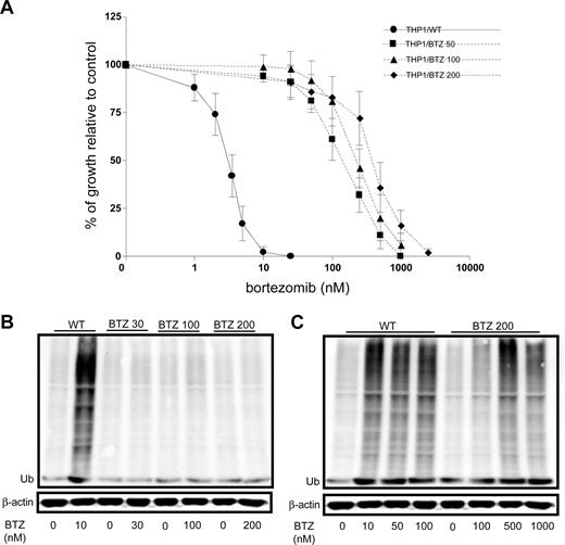 Figure 1. Emergence of acquired resistance to bor-tezomib and impaired bortezomib-induced accumulation of ubiquitinated proteins in bortezomib-resistant cells. (A) Dose-response curve for bortezomib-induced growth inhibition of wild-type (WT) human monocytic/macrophage THP1 cells and bortezomib (BTZ)–resistant variants THP1/BTZ50, THP1/BTZ100, and THP1/BTZ200, selected for growth in extracellular concentrations of 50 nM, 100 nM, and 200 nM bortezomib, respectively. Results depicted are the mean of 7 to 20 experiments (± SD). Drug exposure time, 72 hours. (B) Accumulation of ubiquitinated proteins in THP1/WT cells and bortezomib-resistant sublines after exposure to bor-tezomib. Bortezomib-resistant cells were allowed a 4-day drug washout period (control) after which they were exposed for 24 hours to their selective concentrations of bortezomib. THP/WT cells were exposed to 10 nM BTZ for 24 hours. (C) Accumulation of ubiquitinated proteins in THP/WT cells after 24-hour exposure to 10 to 100 nM bortezomib and for THP1/BTZ200 cells after 24-hour exposure to bortezomib concentrations beyond selective concentrations (up to 1000 nM). A representative picture of 2 separate experiments is depicted.