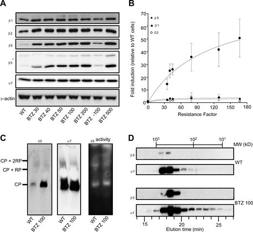 Figure 3. Selective induction of proteasome β5-subunits in bortezomib-resistant cells. (A) Protein expression of proteasome β5-, β2-, and β1-subunits and α7-subunits in wild-type and bortezomib-resistant THP1 sublines. THP1/BTZ(-100) represents a subline of THP1/BTZ100 that was grown in the absence of bor-tezomib for 6 months. Note: 2 different sources of β5 antibodies were used: Biomol (PW8895; Plymouth Meeting, PA) and 20S X from Novus Biologicals (Littleton, CO), the latter indicated by an asterisk (*). (B) Induction of proteasome subunits β5, β2, and β1 in relation to resistance factors to bortezomib for the selected panel of bortezomib-resistant THP1 cells. Densitometry results are presented as the mean (± SD) of 4 separate experiments. (C) Native gel electrophoresis of crude cell extracts of THP1/WT cells and THP1/BTZ100 cells subsequently analyzed for β5- and α7-subunit expression (left panels) and catalytic activity for the substrate Suc-LLVY-AMC (right panel). (D) Gel filtration of crude extracts of THP1/WT cells and THP1/BTZ100 cells via a high-performance liquid chromatography (HPLC)–linked Superdex 200 HR 10/30 column (Supelco, Bellefonte, CA). Proteins were eluted by washing the column with 20 mM Tris-HCl, pH 7.5, 5 mM ATP, and 120 mM NaCl at a flow rate of 0.4 mL/min. Fractions were collected every minute and subject to Western blot analysis for β5 and α7. The column was calibrated with a mixture of purified proteins in the MW range of 16.6 kDa to 669 kDa.