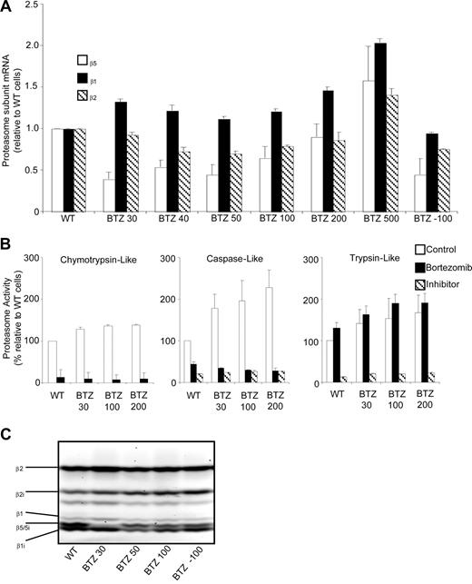 Figure 4. Proteasome β5-, β2-, and β1-subunit mRNA levels and proteasome subunit–related catalytic activity in wild-type and bortezomib-resistant cells. (A) mRNA levels for proteasome β5-, β2-, and β1-subunits in selected variants of bortezomib-resistant THP1 cells relative to THP1/WT cells. mRNA levels were quantified using β-glucuronidase (GUS) as reference gene and depicted relative to THP1/WT cells. (B) Chymotrypsin-like, caspase-like, and trypsin-like proteasomal activities assayed with specific fluorogenic peptide substrates in cell extracts of THP1/WT, THP1/BTZ30, THP1/BTZ100, and THP1/BTZ200 cells after a 4-day drug washout period (control) and after 24-hour incubation with 10 nM bor-tezomib (for THP/WT) and selective concentrations of 30 nM, 100 nM, and 200 nM bortezomib for the indicated bortezomib-resistant THP1 sublines. Controls for selective inhibition of caspase-like activity and trypsin-like activity included Ac-APnLD (25 μM) and leupeptin (20 μM), respectively. All results represent the mean (± SD) of 3 independent experiments. (C) Activity labeling of constitutive and immunoproteasome β-subunits in intact THP1/WT and selected bortezomib-resistant THP/BTZ cells using bodipyFL-Ahx3L3VS affinity probe.