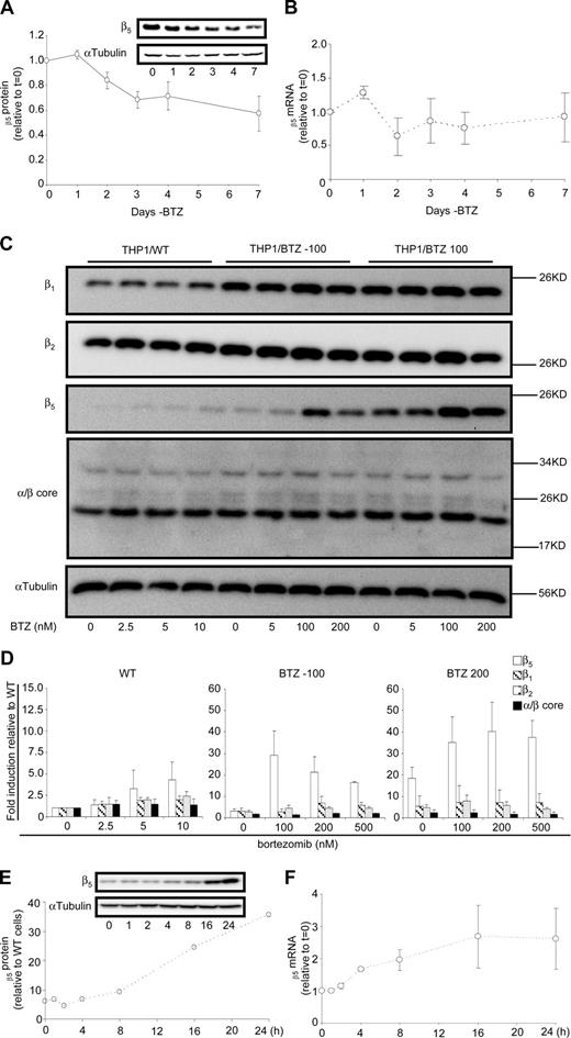 Figure 5. Dynamics of proteasome subunit expression in bortezomib-resistant cells after exposure and removal of bortezomib. (A) Effect of 1- to 7-day removal of bortezomib-selective pressure from THP1/BTZ100 cells on proteasome subunit β5 protein expression and (B) β5 proteasome subunit mRNA expression. Results are the means (± SD) of 3 separate experiments. (C) Protein expression of β1-, β2-, β5- and α/β-core proteasome subunits in THP1/WT cells, THP1/BTZ(-100) cells, and THP1/BTZ200 cells after 4-day bortezomib washout (control/0) and 24-hour exposure to the indicated concentrations of bortezomib. (D) Protein expression of β1, β2, β5- and α/β-core proteasome subunits for THP1/WT cells, THP1/BTZ(-100) cells, and THP1/BTZ200 cells after a 4-day bortezomib washout period (control) and after 24-hour incubation with the indicated concentrations of bor-tezomib. Results of scanning of protein band intensities are presented as the mean ± SD of 3 separate experiments. (E) Effect of short-term (0-24 hours) exposure of THP1/BTZ(-100) cells to 100 nM bortezomib on proteasome subunit β5 protein expression and (F) β5 proteasome subunit mRNA expression. Results are the means of duplicate experiments (E) and 3 separate experiments (± SD; F).