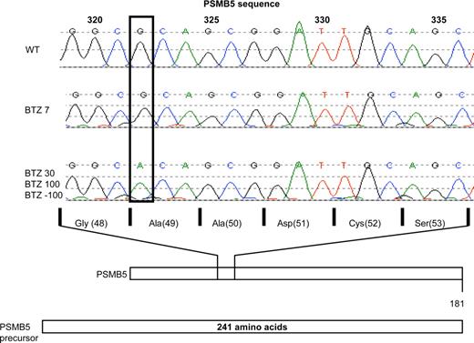 Figure 6. Analysis of PSMB5 gene mutations in bor-tezomib-resistant THP1 cells. Sequencing of PSMB5 gene exon 2 in THP1/WT cells and various BTZ-resistant sublines: THP1/BTZ7, THP1/BTZ30, THP1/BTZ100, and THP1/BTZ(-100). Depicted is the single nucleotide shift (G→A) at nucleotide position 322 in THP1/BTZ30, THP1/BTZ100, and THP1/BTZ(-100) along with the corresponding change in a single amino acid substitution (Ala49Thr) within the mature PSMB5/β5 protein.
