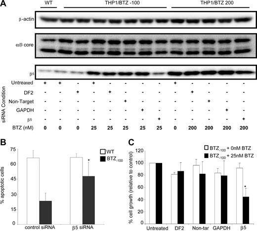 Figure 7. SiRNA-mediated silencing of proteasome β5-subunit induction restores bortezomib sensitivity and induces apoptosis in bortezomib-resistant cells. (A) β5-siRNA–induced silencing of β5-protein expression in THP1/BTZ(-100) and THP1/BTZ200 cells after 24-hour preincubation with transfection medium (DF2), control siRNA constructs (nontarget/GAPDH), and a β5-specific siRNA construct (transduction efficiency: > 85% based on siGlo+ cells by flow cytometry). After transfection, cells were incubated (24-48 hours) with the indicated concentrations of bortezomib. Protein expressions of α/β-core and β-actin are shown as controls. A representative picture of 3 separate experiments is depicted. (B) Bortezomib-induced apoptosis in THP1/WT, THP1/BTZ(-100), and THP1/BTZ200 cells after siRNA-induced prevention of induction of β5-subunit expression as described in panel A. Bor-tezomib exposure time: 24 hours. Bortezomib concentrations used: 25 nM for THP1/WT and THP1/BTZ(-100) cells. Means of 4 separate experiments (± SD) are shown. *P < .01. (C) Bortezomib-induced cell growth inhibition of THP1/BTZ(-100) cells after prevention of induction of β5-subunit expression by siRNA silencing as described in panel A and 24-hour exposure to 25 nM bortezomib. Means of 3 separate experiments (± SD) are shown. *P < .01.