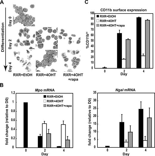 Figure 1. Rapamycin restores differentiation in granulocytes with enforced expression of c-MYC. (A) Representative morphology of MGG-stained MPRO c-MYC-ER cells induced to differentiate prior to induction (day 0) and after induction of differentiation (day 2 and day 4) by 10−6 M AGN194204 in the presence of vehicle control (RXR + EtOH), 200 nM 4-hydroxytamoxifen (RXR + 4OHT), or 200 nM 4OHT and 80 nM rapamycin (RXR + 4OHT + rapa). (B) c-MYC-ER MPROs were treated as described in panel A. Quantitative real-time PCR (qRT-PCR) was performed using primers directed against myeloperoxidase (Mpo) and neutrophil galactosidase-associated lipocalcin (Ngal), corrected for the expression of β-2-microglobulin and normalized to expression in day-0 undifferentiated controls. (C) Surface expression of CD11b was determined by FACS analysis for MPRO c-MYC-ER cells treated as indicated in panel A. Results in panels B and C are expressed as mean plus or minus SEM for 3 independent experiments.