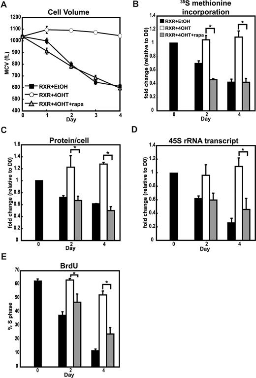 Figure 2. mTORC1 activity is required for c-MYC–mediated cell growth in granulocytes. (A) MPRO c-MYC-ER cells were induced to differentiate with 10−6 M AGN194204 and treated with EtOH (RXR + EtOH), 200 nM 4OHT (RXR + EtOH), or 200 nM 4OHT and 80 nM rapamycin (RXR +4OHT + rapa). The mean cell volume (MCV) was determined at the indicated time points by the Coulter method. (B) Protein synthesis was determined by measuring incorporation of 35S methionine into total cellular protein in c-MYC-ER MPRO cells treated as indicated as described for panel A. Results at day 2 and day 4 are represented as the percentage counts per minute relative to undifferentiated (day 0) cells. (C) c-MYC-ER MPRO cells (107) treated as described in panel A were lysed in 1% SDS lysis buffer containing protease inhibitors. Total protein per cell was determined using a modified Lowry assay. Results at day 2 and day 4 are represented as fold change relative to values for undifferentiated (day 0) cells. (D) Abundance of the unprocessed 45S rRNA transcript was determined by qRT-PCR using primers directed against the 5′ ETS region, corrected for β-2-microglobulin transcript abundance and represented as fold change over day 0 for MPRO c-MYC-ER cells induced to differentiate under the conditions described in panel A. (E) The percentage of cells in S phase was determined by FACS analysis of BrdU-positive cells for MPRO c-MYC-ER cells under the conditions described in panel A. For all sections, the data shown are the mean plus or minus SEM of 3 independent experiments. *P < .05, Student t test.