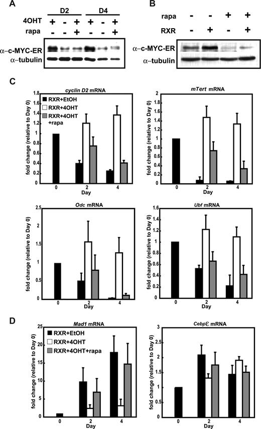 Figure 3. mTORC1 activity is required to maintain expression of c-MYC-ER in MPRO granulocytes. (A) c-MYC-ER MPRO cells were induced to differentiate with 10−6 M AGN194204 in the presence of 200 nM 4OHT, EtOH (vehicle control), or 200 nM 4OHT plus 80 nM rapamycin (rapa) as indicated. Protein lysates made from cells harvested after 2 and 4 days of treatment were analyzed by Western blotting for expression of c-MYC-ER. (B) MPRO c-MYC-ER cells were treated with 200 nM 4OHT to activate c-MYC-ER in the presence of 10−6 M AGN194204 (RXR), rapamycin (rapa), or a combination of both for 48 hours. Expression of c-MYC-ER was determined by Western blotting. For panels A and B, α-tubulin was used as a loading control. (C) Abundance of the c-MYC target genes cyclin D2, mTERT, ODC, and UBF was determined by qRT-PCR in MPRO c-MYC-ER–expressing cells after differentiation induction, in the presence of EtOH (RXR + EtOH), 4OHT (RXR + 4OHT), or 4OHT and rapamycin (RXR + 4OHT + rapa). Results were corrected for β-2-microglobulin transcript abundance and represented as fold change over day-0 controls. (D) Transcript abundance of the retinoid responsive genes Mad1 and CEBPϵ was determined by qRT-PCR as described in panel C. For panels C and D, data represent mean plus or minus SEM of 3 independent experiments.