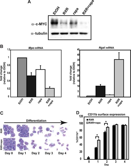 Figure 4. Rapamycin reduces expression of endogenous c-MYC and promotes terminal myeloid differentiation. (A) MPRO cells were treated with EtOH (vehicle control), 10−6 M AGN194204 (RXR), 80 nM rapamycin (rapa), or 10−6 M AGN194204 and 80 nM rapamycin in combination (RXR + rapa) for 48 hours. Protein lysates were analyzed for c-MYC expression by Western blotting. α-Tubulin was used as a loading control. (B) Quantitative real-time PCR was used to assay the abundance of myeloperoxidase (Mpo) and neutrophil-galactosidase-associated lipocalcin (Ngal) transcripts in MPRO cells treated as described in panel A. Results were corrected for β-2-microglobulin transcript abundance and represented as fold change relative to undifferentiated EtOH (vehicle control). Results are the mean plus or minus SEM of 3 independent experiments. (C) Representative morphology of MGG-stained MPRO cells treated with 10−6 M AGN194204 and EtOH (vehicle control) or 80 nM rapamycin. (D) Cells treated as in panel C were subject to FACS analysis for surface expression of CD11b. For panels B and D, results are the mean plus or minus SEM of 3 independent experiments. *P < .05, Student t test.