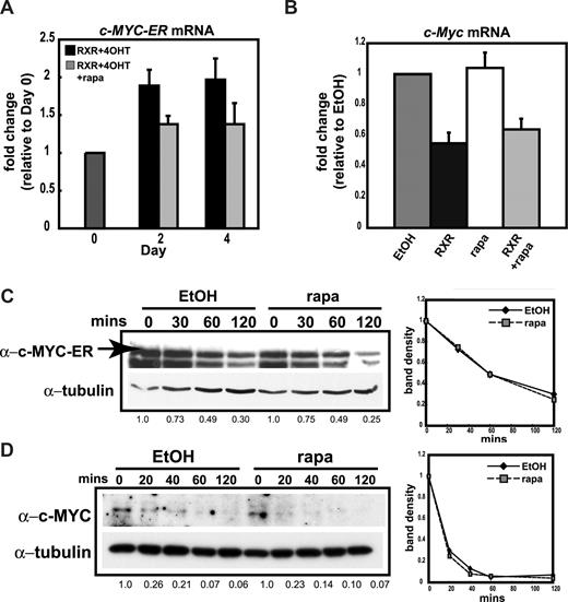 Figure 5. Total c-Myc mRNA and c-MYC protein stability do not change in MPRO granulocytes treated with rapamycin. (A) Abundance of c-MYC-ER mRNA in c-MYC-ER MPRO cells induced to differentiate with 10−6 M AGN194204 and treated with 200 nM 4-hydroxytamoxifen (RXR + 4OHT) or 200 nM 4OHT and 80 nM rapamycin (RXR + 4OHT + rapa) was determined by qRT-PCR. Results were corrected for β-2-microglobulin transcript abundance and represented as fold change over untreated (day 0) cells. (B) Abundance of c-MYC mRNA was determined by qRT-PCR in MPRO cells treated with EtOH, 10−6 M AGN194204 (RXR), 80 nM rapamycin (rapa), or 10−6 M AGN194204 and 80 nM rapamycin (RXR + rapa). Results were corrected for β-2-microglobulin transcript abundance and represented as fold change relative to EtOH control. For panels A and B, data shown are the mean plus or minus SEM of 3 independent experiments. (C) c-MYC-ER MPRO cells were treated with 200 nM 4OHT and either EtOH or 80 nM rapamycin. Cycloheximide (10 μg/mL) was added to inhibit new protein synthesis and cells were harvested after 0, 30, 60, and 120 minutes. Protein lysates were analyzed for c-MYC-ER expression by Western blotting and α-tubulin was used as a loading control. To determine protein turnover, band densitometry was performed using ImageJ software. c-MYC-ER band density was corrected for α-tubulin and represented as fold change over time 0. Calculated band density normalized to time 0 is shown under the Western blot. (D) Cycloheximide (10 μg/mL) was added to MPRO cells treated with EtOH or 80 nM rapamycin. Lysates were generated from cells harvested at 0, 20, 40, 60, and 120 minutes. Endogenous c-MYC and α-tubulin levels were determined by Western blotting and quantitated by ImageJ software to determine protein turnover as described in panel C. Calculated band density for the gel pictured is shown under the Western blot. Quantitation in the right hand panel is the mean of 2 independent experiments.