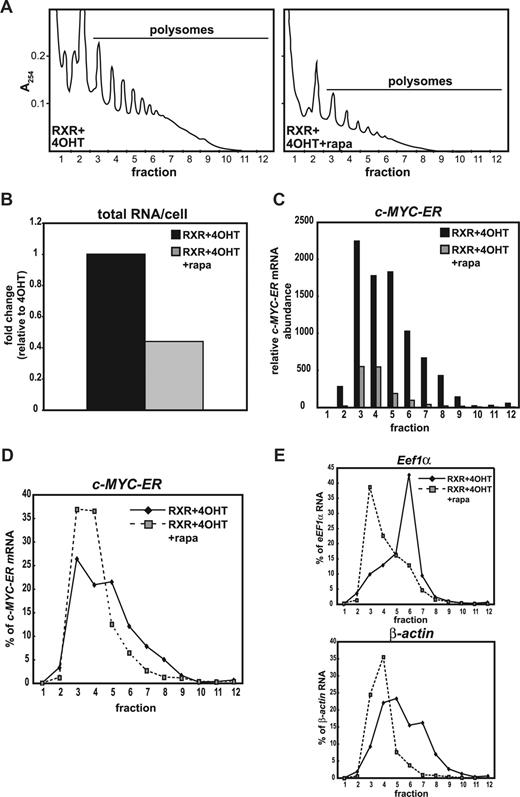 Figure 6. Rapamycin reduces c-MYC-ER mRNA translation in differentiating MPRO c-MYC-ER granulocytes. (A) Polysome profiles generated from lysates of AGN194204 (RXR)–treated MPRO c-MYC-ER cells treated with 200 nM 4-hydroxytamoxifen (RXR + 4OHT) or 200 nM 4OHT and 80 nM rapamycin (RXR + 4OHT + rapa) for 4 days and normalized by loading equal cell number. (B) Total RNA per cell was measured using a NanoDrop ND-1000 UV-Vis Spectrophotometer (NanoDrop Technologies, Wilmington, DE). (C) Abundance of c-MYC-ER mRNA per fraction determined by qRT-PCR in c-MYC-ER–expressing MPRO cells treated as described in panel A. Values are normalized to c-MYC-ER mRNA abundance in fraction 1 for MPRO c-MYC-ER cells treated with 4OHT. (D,E) Distribution of Eef1α, β-actin, and c-MYC-ER mRNA in fractionated lysates was determined by qRT-PCR. For each individual transcript, results are expressed as the percentage of the sum of the transcript mRNA present in 12 fractions. Data in panels A through E are from a single representative experiment.