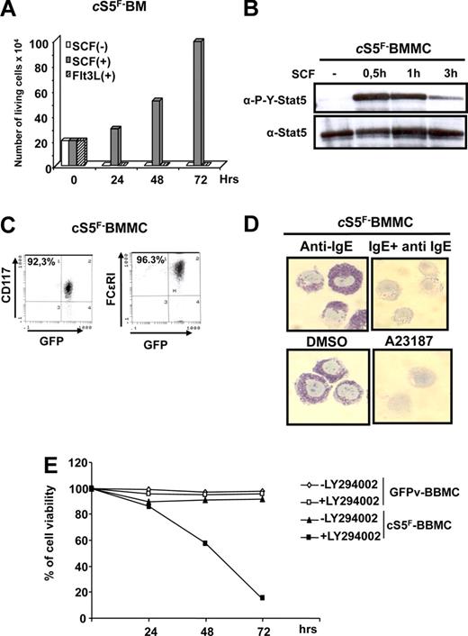 Figure 2. SCF-dependent activation of cS5F promotes the development of murine mast cells in vitro. (A) Bone marrow (BM) cells from cS5F mice were cultured in presence of SCF (10 ng/mL) or Flt3L (10 ng/mL) and viable cells were enumerated daily using the trypan blue dye exclusion method. (B) cS5F-BM cells were deprived of SCF for 3 hours and then restimulated for the indicated times. Cell extracts were prepared and analyzed by Western blot with anti–P-Y-Stat5 and anti–Stat5 antibodies. (C) Two-week-old cS5F-BM cells grown in culture in presence of SCF were analyzed for expression of FcϵRI and c-Kit by flow cytometry. (D) cS5F-BM–derived MCs (cS5F-BMMCs) were incubated with anti-IgE alone or/and IgE. Alternatively, cells were treated with DMSO or A23187 and stained with toluidine blue. (E) cS5F-BMMCs and GFPv-BMMCs were treated or not with LY294002 (1 μM) for 3 days and the percentage of viable cells was determined daily with the trypan blue dye exclusion assay. Results shown are representatives of 3 independent experiments.