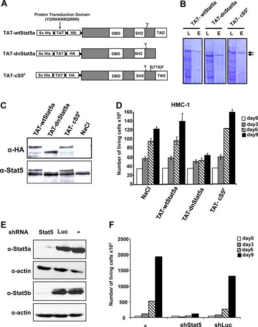 Figure 5. Biologic effects of Stat5 proteins on neoplastic mast cell growth. (A) Schematic representation of TAT-Stat5 proteins. DBD indicates DNA binding domain; SH2, Src-homology domain 2; TAD, transactivation domain. (B) Purity of recombinant TAT-Stat5 proteins was assessed by Coomassie blue staining on SDS-PAGE. L indicates bacterial lysate; E, eluate fraction. (C) HMC-1 cells were transduced with the different TAT-Stat5 proteins (10 nM) during 24 hours. Lysates from transduced cS5F-BM cells were prepared and analyzed by Western blotting with the indicated antibodies. (D) HMC-1 cells were transduced or not with 10 nM of the different TAT-Stat5 proteins during 9 days and the number of living cells was determined every 3 days using the trypan blue dye assay. Results are the mean of 3 independent experiments. (E) HMC-1 cells were transduced with recombinant lentiviruses expressing a Stat5 shRNA or a luciferase shRNA as control. GFP+ cells were sorted by flow cytometry and cultured in normal medium for 9 days. Cell extracts were then prepared and analyzed by Western blot with indicated antibodies. (F) The number of viable GFP+ cells expressing Stat5 or luciferase shRNAs was also enumerated every 3 days. Representatives of 2 independent experiments are shown.