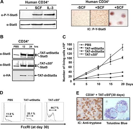 Figure 6. Analysis of Stat5 function in human CD34+ cells via c-Kit signaling. (A) Purified human CD34+ cells from umbilical cord blood were stimulated with recombinant SCF (10 ng/mL) or IL-3 (10 ng/mL) for 30 minutes. Tyrosine phosphorylation of Stat5 was evaluated by Western blot analysis using an anti–P-Y-Stat5 antibody. SCF-mediated activation of Stat5 in CD34+ cells was also analyzed by immunocytochemistry with an anti–P-Y-Stat5 (AX1) antibody. (B) Human CD34+ cells were transduced or not (PBS) with the different TAT-Stat5 proteins (10 nM) for the indicated times. After extensive washes, the presence of recombinant TAT-Stat5 proteins in CD34+ cells were analyzed by Western blotting with the indicated antibodies. (C) CD34+ cells (50 × 103; n = 4) were cultured in the presence of SCF (10 ng/mL) for 20 days. TAT-Stat5 proteins (10 nM) were added or left away (PBS) every 2 days in culture and cells were enumerated every 5 days. (D) Transduced cells grown for 30 days in the presence of SCF were analyzed for expression of FcϵR1 by flow cytometry. Immunocytochemical analysis (IC) was also performed on TAT-cS5F protein-transduced cells with an antitryptase antibody. (E) The presence of metachromatic granules was detected after staining with toluidine blue. Results shown are representative of 4 independent experiments.