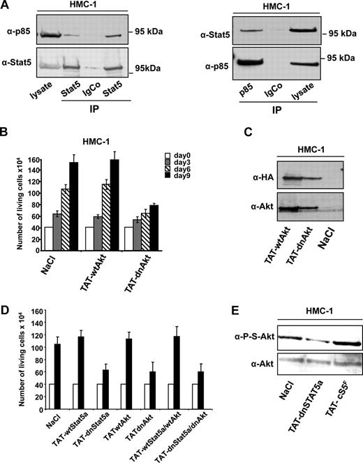 Figure 7. P-Y-Stat5 interacts with PI3-kinase in HMC-1 cells. (A) Stat5 (left panel) or p85 (right panel) was immunoprecipitated from HMC-1 cell extracts with specific or isotype control antibodies. The presence of p85 (left panel) or Stat5 (right panel) in the immunoprecipitates was detected by Western blot. (B) HMC-1 cells were also transduced with 100 nM TAT-wtAkt or TAT-dnAkt for 9 days and the number of living cells was determined every 3 days using the trypan blue dye assay. Results are the mean of 3 independent experiments. (C) Lysates from transduced HMC-1 cells were analyzed by Western blotting using anti–HA and anti–Akt antibodies. (D) HMC-1 cells were transduced or not (NaCl) with the TAT-wtStat5, TAT-dnStat5, TAT-wtAkt, and TAT-dnAkt fusion proteins or a mixture of TAT-wtStat5/TAT-wtAkt or TAT-dnStat5/TAT-dnAkt proteins (ratio 1:1) for 3 days. Cell growth was determined using the trypan blue dye assay. (E) Extracts from HMC-1 cells, either untreated (NaCl) or transduced with TAT-cS5F and TAT-dnStat5 recombinant proteins for 6 days, were analyzed by Western blot with anti–P-S-Akt and anti–Akt antibodies. Representatives of 3 independent experiments are shown.