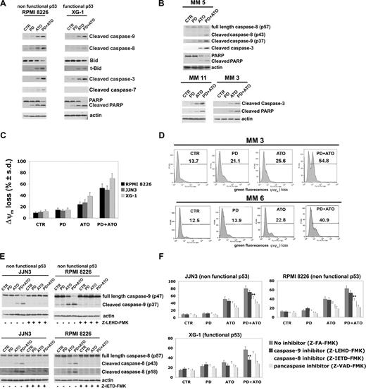 Figure 3. Coadministration of PD184352 and ATO activates the caspase cascade in MM. (A) HMCLs were exposed to 1 μM PD and/ or ATO 2 μM for 24 hours; cell lysates were analyzed by immunoblotting analysis using rabbit polyclonal anticleaved caspase-9, -8, -7, -3, Bid, and PARP, all provided by Cell Signaling Technology (CST, Danvers, MA). Blots were subsequently reprobed with goat polyclonal antiactin (sc-1616, Santa Cruz Biotechnology, Santa Cruz, CA) to ensure equivalent loading and transfer of protein. (B) CD138-purified plasma cells from 3 representative patients with MM were seeded at 2.5 × 105 cells/mL in the presence of DMSO (vehicle) or PD (1 μM) for 3 hours and then incubated with ATO (2 μM) for 24 hours, after which cells were lysed and subjected to Western blot analysis to monitor the expression of cleaved caspase-9, -8, -3, PARP, and cleaved PARP. (C) HMCLs were cultured with PD and/or ATO for 24 hours, after which the percentage of apoptotic cells displaying loss of mitochondrial membrane potential (ΔΨm) was monitored by flow cytometry. Values represent mean plus or minus SD for 3 separate experiments performed in triplicate. (D) CD138-purified plasma cells from 2 representative patients with MM were cultured with PD and/or ATO for 24 hours, after which the percentage of apoptotic cells displaying loss of ΔΨm was monitored by flow cytometry. (E) HMCLs cells were treated with PD and/or ATO in the presence or absence of 30 μM of caspase inhibitors for 24 hours, after which cells were lysed and subjected to Western blot analysis to monitor the expression of caspase-9 and -8 using rabbit polyclonal anticaspase-9 and -8 (Cell Signaling Technology); blots were subsequently reprobed for actin expression to ensure equivalent loading and transfer of protein. (F) HMCLs were cultured with PD and/or ATO in the presence or absence of 30 μM caspase inhibitors for 48 hours, after which the percentage of apoptotic cells was determined by the annexin V method (**P < .001 vs PD/ATO Z-FA-FMK; Dunnett test). CTR indicates control; PD, PD184352 (1 μM); ATO, arsenic trioxide (2 μM); t-Bid, truncated Bid; Z-FA-FMK, peptide control; Z-LEHD-FMK, selective caspase-9 inhibitor; Z-IETD-FMK, selective caspase-8 inhibitor; Z-VAD-FMK, pancaspase inhibitor.