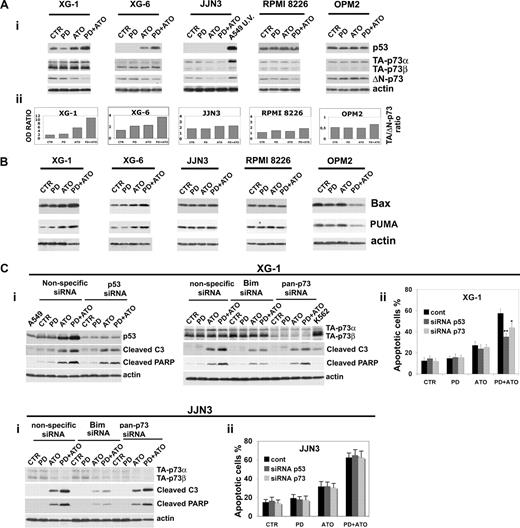 Figure 4. Combined exposure of MM cells to PD184352 and ATO modulates the p53 family proteins. (Ai) HMCLs were seeded at 2.5 × 105 cells/mL in the presence of DMSO (vehicle) or PD (1 μM) for 3 hours and then were incubated for 24 hours with ATO (2 μM). Endogenous TA-p73α, TA-p73β, ΔN-p73, and p53 proteins were revealed by immunoblotting analysis using mouse monoclonal anti-p73 (clone 5B429) and mouse monoclonal anti-ΔN-p73 (clone 38C674), all provided by Imgenex (San Diego, CA) and mouse monoclonal anti-p53 (DO-1, sc-126) provided by Santa Cruz Biotechnology. Antiactin immunoblotting was performed as loading control. (Aii) TA-p73α, TA-p73β, ΔN-p73, and β-actin bands were subjected to densitometric scanning using the TINA 2 software, and the TA-(p73α + p73β)/ΔN-p73 ratio was calculated. (B) MM cells were cultured as described in panel A, and the expression of Bax and PUMA was revealed after 48 hours of treatment by immunoblotting using rabbit polyclonal anti-Bax and rabbit polyclonal anti-PUMA, all provided by Cell Signaling Technology. (Ci) Transfection of p53 (003329, Dharmacon RNA Technologies, Lafayette, CO) or pan-p73 (003331, Dharmacon RNA Technologies) siRNA, but not the unrelated nonspecific control siRNA (001206, Dharmacon RNA Technologies), led to a decrease in p53 or p73 protein expression in HMCLs without affecting the levels of the unrelated protein actin: 48 hours after siRNA transfection, the HMCLs were treated with PD and/or ATO for 24 hours and then lysed for Western blot analysis to monitor the expression of p53, p73, cleaved caspase-3, and cleaved PARP. (Cii) The percentages of sub-G1 apoptotic cells were monitored after 48 hours of treatment. Values are mean plus or minus SD of 4 independent experiments (*P < .05; **P < .01 vs PD/ATO cont; Dunnett test). CTR indicates control; PD, PD184352 (1 μM); ATO, arsenic trioxide (2 μM); cont, nonspecific control siRNA; C3, caspase-3.