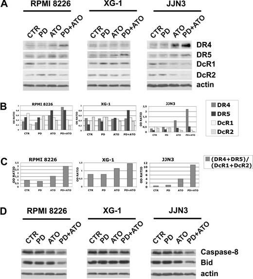 Figure 5. Expression of TRAIL receptors in HMCLs treated with PD184352 and ATO. (A) HMCLs were seeded at 2.5 × 105 cells/mL in the presence of DMSO (vehicle) or PD (1 μM) for 3 hours and then were incubated for 24 hours with ATO (2 μM), after which cells were lysed and subjected to Western blot analysis to monitor the expression of TRAIL receptors using goat polyclonal anti-DR4 (Santa Cruz Biotechnology), goat polyclonal anti-DR5 (Santa Cruz Biotechnology), rabbit polyclonal anti-DcR1 (Cell Signaling Technology), and rabbit polyclonal anti-DcR2 (Imgenex). β-Actin levels are shown for confirmation of equal protein loading. (B) TRAIL receptors and β-actin bands were subjected to densitometric scanning using the TINA 2 software, and the ratio DR4/β-actin, DR5/β-actin, DcR1/β-actin, or DcR2/β-actin was calculated. (C) DR4, DR5, DcR1, DcR2, and β-actin bands were subjected to densitometric scanning using the TINA 2 software, and the (DR4 + DR5)/(DcR1 + DcR2) ratio was calculated. (D) The same blots were subsequently stripped and reprobed for procaspase-8 and Bid. CTR indicates control; PD, PD184352 (1 μM); ATO, arsenic trioxide (2 μM).