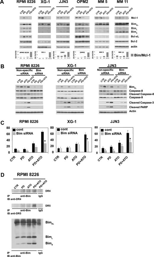 Figure 6. Combined exposure of MM cells to PD184352 and ATO changes the balance between Bim and Mcl-1. (A) HMCLs or CD138-purified plasma cells from 2 representative patients were seeded at 2.5 × 105 cells/mL in the presence of DMSO (vehicle) or PD (1 μM) for 3 hours and then were incubated for 48 hours with ATO (2 μM). Endogenous Mcl-1, Bim, Bcl-xL, and Bcl-2 proteins were revealed by immunoblotting analysis using rabbit polyclonal anti-Mcl-1, rabbit polyclonal anti-Bim, and rabbit polyclonal anti-Bcl-xL, all provided by Cell Signaling Technology, and mouse monoclonal anti–Bcl-2 clone 124 (Upstate Biotechnology, Charlottesville, VA). Antiactin immunoblotting was performed as loading control. Bim, Mcl-1, and β-actin bands were subjected to densitometric scanning using the TINA 2 software, and the Bim/Mcl-1 ratio was calculated. (B) Transfection of Bim (004383, Dharmacon RNA Technologies), but not the unrelated nonspecific control siRNA (001206, Dharmacon RNA Technologies), led to a decrease in Bim protein expression in HMCLs without affecting the levels of the unrelated protein actin: 48 hours after siRNA transfection, the HMCLs were treated with PD and/or ATO for 24 hours and then lysed for Western blot analysis to monitor the expression of Bim, caspase-8, -9, -3 activation, and PARP fragmentation. Antiactin immunoblotting was performed as loading control. (C) HMCLs were treated as described in panel B, and the percentages of sub-G1 apoptotic cells were monitored after 48 hours of treatment. Values are mean plus or minus SD of 4 independent experiments (*P < .001 vs PD/ATO cont; Dunnett test). (D) RPMI 8226 cells were pretreated with either DMSO or PD (1 μM) for 3 hours and then treated with ATO (2 μM) for 12 hours, after which cells were lysed in CHAPS lysis buffer and subjected to immunoprecipitation (IP) using rabbit polyclonal anti-Bim (Cell Signaling Technology) or control antibody and then immunoblotted (IB) with either goat polyclonal anti-DR4 (Santa Cruz Biotechnology) or goat polyclonal anti-DR5 (Santa Cruz Biotechnology) or rabbit polyclonal anti-Bim antibodies (Cell Signaling Technology). CTR indicates control; PD, PD184352 (1 μM); ATO, arsenic trioxide (2 μM); cont, nonspecific control siRNA.
