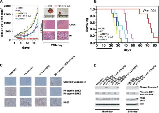 Figure 7. Combination of PD325901 plus ATO inhibits human plasmacytoma growth in immunodeficient NOD-SCID mice. (A) When tumor size reached 200 mm3, mice were randomly assigned (n = 10/group) to receive vehicle alone, PD325901 (orally), ATO (intraperitoneally), or PD325901 plus ATO at the indicated doses on a 5-days-a-week schedule for 21 days. Results are tumor volume (mm3), mean plus or minus SD, plotted against time. A significant delay in tumor growth in PD325901 plus ATO-treated mice was noted compared with vehicle-treated control mice (P < .001 Hsu MCB test). Inset shows tumors resected from control (vehicle) and PD325901 (10 mg/kg) plus ATO (2.5 mg/kg)–treated mice after 21 days of treatment (end point). RPMI 8226-derived tumors and BM from representative untreated or PD/ATO-treated mice were analyzed by hematoxylin and eosin staining (original magnification ×4 for tumor and ×10 for BM). (B) Kaplan-Meier survival curve was evaluated from the first day of treatment until death (mice were killed when tumors reached 2 cm3 in volume) using JMP version 7.0 statistical software (SAS Institute, Cary, NC). Survival was significantly prolonged in PD/ATO-treated animals versus control (P = .001 after Bonferroni correction). The black bar on the abscissa represents the 21-day period of treatment. (C) After 3 days of treatment, mice from each treatment group were humanely killed, and the tumors were removed for assay. RPMI 8226-derived tumors were analyzed by immunostaining for cleaved caspase-3 (Cell Signaling Technology), phospho-ERK (Cell Signaling Technology), and Ki-67 (NCL-L-Ki67-MM1, Novocastra, Newcastle, United Kingdom; original magnification ×20). The microphotographs shown are representative of similar observations in 3 different mice receiving the same treatment. (D) Tumor tissues from mice treated for 3 and 21 days were harvested and processed, and lysates were analyzed by immunoblotting analysis using rabbit polyclonal anticleaved caspase-3, rabbit polyclonal antiphospho-p44/42 ERK (Thr202/Tyr204), and rabbit polyclonal anti-p44/42 ERK, all provided by Cell Signaling Technology. Antiactin immunoblotting was performed as loading control. CTR indicates vehicle; PD, PD325901; ATO, arsenic trioxide.