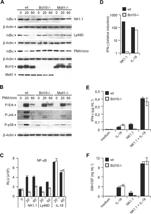 Figure 4. ITAM-coupled NK-cell receptors activate NF-κB, JNK, and p38 via Bcl10 and Malt1. IL-15–expanded NK cells were stimulated with plate-bound anti-NK1.1 and anti-Ly49D antibodies or PMA/Iono for 20 and 60 minutes. Degradation of IκB-α (A) and phosphorylation of ERK, JNK, and p38 (B) was monitored by Western blot. (C) Activation of NF-κB was quantified with a NF-κB p65 transcription factor assay kit using nuclear protein lysates. (D) IFN-γ mRNA levels were quantified by real-time PCR after 24 hours of stimulation as indicated. (E,F) NK cells were stimulated as in Figure 2B,C with anti-NK1.1 and IL-18 either alone or in combination. Cytokine release was measured by ELISA. Data are means plus or minus SD of triplicate samples (where applicable) and representative of 3 independent experiments.