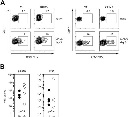 Figure 6. Bcl10 deficiency does not affect NK-cell proliferation and early control of viral replication in MCMV infection. (A) Proliferation of NK1.1+ NK cells upon intraperitoneal infection with 1.25 × 105 pfu MCMV was assessed on day 3 and day 6 after infection by BrdU staining. Percentages of proliferating BrdU+ NK cells are indicated. Data are representative of 4 mice per group. (B) Viral load of spleen and liver was quantified 6 days after intraperitoneal infection with 1.25 × 105 pfu MCMV using quantitative real-time PCR. Results are indicated as MCMV-DNA copies per 5 ng total purified organ DNA. Shown are values of single mice and of 4 mice per group.