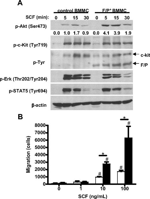 Figure 6. Role of SCF in migration and signaling activation in F/P-expressing BMMCs. (A) Time course of SCF-induced activation of Akt (p-Akt), Erk (p-Erk), STAT5 (p-STAT5), c-kit (p-c-Kit), and overall tyrosine phosphorylation (p-Tyr) in mock vector–transduced and F/P-expressing MCs. β-Actin is used as loading control. The numbers represent the densitometric quantification of p-AKT relative to β-actin in this experiment. One representative experiment (of 3-4 completely independent experiments) is shown. (B) Migration of F/P-expressing BMMCs toward stem cell factor (SCF). F/P-expressing (■) or mock vector–transduced (□) BMMCs were allowed to migrate in response to a gradient of different concentrations of SCF. Data represent means (± SEM) of BMMCs that migrated into lower chambers. *P < .05, compared with mock vector–transduced in each concentration of SCF; #P < .05, compared with medium control in each group (n = 3, from 1 representative experiment of 3 independent experiments with similar results).