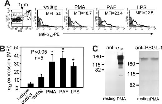 Figure 1. αMβ2 is present on the surface of PMN-derived MPs. (A,B) Human PMNs were resting or stimulated with PMA (50 nM), PAF (500 nM), or LPS (5 μg/mL) in HBSS buffer containing Ca2+/Mg2+ ions (1 mM each) and PE-conjugated anti-αM mAb (clone ICRF44, black, open histograms) or PE-labeled mouse isotype control (IgG1) antibody (gray-filled histograms) for 30 minutes at 37°C. Samples were fixed with 1% paraformaldehyde and analyzed by FACS. The histogram and graph data are mean fluorescent intensities (MFIs) (± SEM) of 10 000 events from gate R2 representing MPs (Figure 1A dot plot). The data are representative of 5 experiments performed with PMNs from 5 different blood donors. (C) Protein concentration in samples of MPs derived from resting or PMA-stimulated PMNs was determined, and equal amounts of protein were resolved on 9% (left) or 6% (right) sodium dodecyl sulfate–polyacrylamide gel electrophoresis (SDS-PAGE) under nonreducing conditions and immunoblotted with mouse anti–human αM or PSGL-1 to confirm equal loading of resting and PMA MPs. The band patterns are representative of 3 Western blots from 3 different MPs preparations.