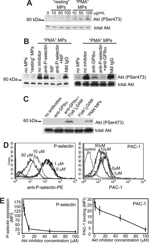 Figure 5. αMβ2- And GPIbα-mediated Akt phosphorylation is crucial for platelet activation. (A) Gel-filtered human platelets (4 × 107 in 200 μL) were incubated in Tyrode buffer containing 1 mM Ca2+ with increasing concentrations (0-100 μg/mL) of resting or PMA MPs for 30 minutes at 37°C and lysed by the addition of 4× Laemmli buffer. Lysates were resolved on 10% SDS-PAGE and immunoblotted with Abs to activated Akt (PSer473; top) or to total Akt (bottom). (B) The experiments were performed as described in panel A, but platelets and MPs (final concentration, 50 μg/mL) were pretreated with respective blocking reagents for 20 minutes at 37°C and then combined. The observed Akt activation status is representative of 3 independent experiments. (C) Human platelets (2 × 107 in 150 μL) were incubated with or without GPIbα mAb (VM16d; 10 μg/mL) for 15 minutes at room temperature followed by incubation in the presence or absence of F(ab′)2 fragments of goat anti–mouse IgG (20 μg/mL) for 15 minutes at 37°C. Lysates were analyzed by Western blots using biotinylated Abs to activated or total Akt and streptavidin-HRPO conjugate. (D,E) Human platelets were pretreated with increasing concentrations (0-100 μM) of Akt inhibitor II for 20 minutes at 37°C followed by incubation in the presence or absence of PMA MPs (25 μg/mL) and anti–P-selectin-PE (D,E, left panels), PAC-1-FITC (D,E, right panels) or mouse isotype control antibodies for 1 hour at 37°C. After incubation, platelets were fixed and analyzed by FACS. The data are MFI (± SEM) and are representative from 2 independent experiments.
