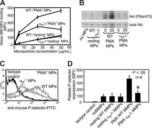 Figure 6. αM−/− MPs have an impaired ability to interact and activate platelets. (A) Gel-filtered mouse WT platelets were incubated with increasing concentrations (0-50 μg/mL) of Alexa488-labeled MPs derived from resting or PMA-stimulated WT or αM−/− PMNs for 1 hour at 37°C. MPs binding was analyzed by FACS as described in Figure 3A with one exception that PE-labeled rat anti–mouse αIIb antibody was used to identify platelets. The data are MFI (± SEM) from 3 experiments. (B) Gel-filtered mouse WT platelets (4 × 107 in 200 μL) were incubated in Tyrode buffer containing 1 mM Ca2+ in the absence or presence of MPs derived from resting (25 μg/mL each) or PMA-stimulated (5 and 25 μg/mL) mouse WT or αM−/− PMNs for 30 minutes at 37°C. After this incubation, platelets were lysed and Akt activation was analyzed as described in Figure 5A. (C,D) Mouse WT platelets were incubated in the absence or presence of WT or αM−/− MPs as indicated (at 50 μg/mL each) in Tyrode buffer containing 1 mM Ca2+ and FITC-conjugated mAb to mouse P-selectin or its isotype control (IgG1) for 45 minutes at 37°C. The data represent MFI (± SEM) from 3 independent experiments.