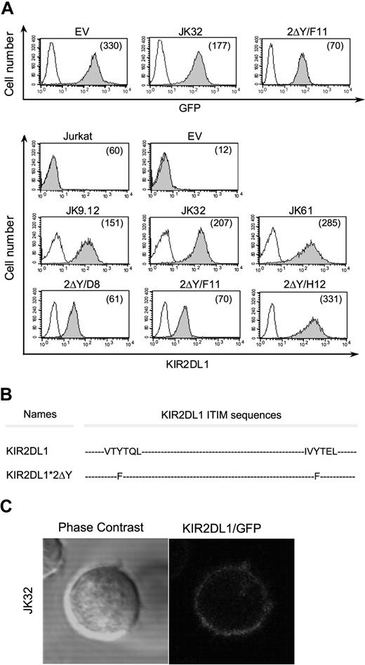 Figure 1. KIR2DL1 and GFP membrane expression on Jurkat transfectants and KIR2DL1 mutants. (A) The protein-coding region of KIR2DL1 or mutated KIR2DL1 was inserted into pEGFP-N1, and Jurkat T cells were stably transfected with the recombinant DNA and pEGFP-N1 empty vector. Three of the geneticin-resistant transfectants expressing KIR2DL1 at the membrane (JK9.12, JK32, JK61) and mutated KIR2DL1 (2ΔY/D8, 2ΔY/F11, 2ΔY/H12) were selected. GFP and KIR2DL1 (shaded histograms) or isotypic control (open histograms) levels were determined by flow cytometry. Numbers in parentheses are mean fluorescence intensities (MFI). (B) KIR2DL1-ITIMs sequences of wild-type KIR2DL1 and with amino acid substitutions in double Tyr mutant (2ΔY) are shown. (C) Confocal microscopic analysis of KIR2DL1/GFP distribution in Jurkat KIR2DL1-GFP transfectants.