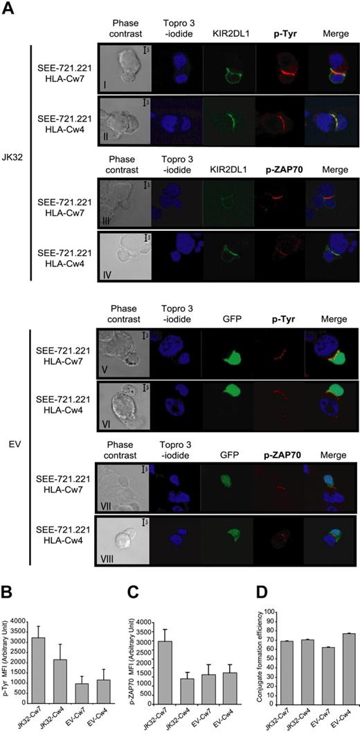 Figure 4. Confocal microscopic analysis of the distribution of p-Tyr, p-ZAP70, and KIR2DL1 in EV and JK32 cells conjugated with SEE-pulsed 721.221/HLA-Cw7 or 721.221/HLA-Cw4 cells. (A) JK32 and EV cells were incubated in a 1:1 ratio with 721.221/HLA-Cw7 or 721.221/HLA-Cw4 cells for 20 minutes to ensure optimal conjugate formation. Conjugates were fixed and processed for immunofluorescence staining of p-Tyr with 4G10 or p-ZAP70 (red fluorescence) and nuclei with TO-PRO-3 iodide (blue fluorescence). KIR2DL1 and GFP appear as green fluorescence. All confocal pictures are representative of 3 experiments with at least 50 contact areas analyzed in each experiment. Bars represent 5 μm. (B,C) Cells were prepared and treated as described in panel A, and images of 10 fields were visualized with a 63×/1.4 oil-immersion objective. Signal intensity for p-Tyr and p-Zap70 was quantified with ImageJ software. (D) Efficiency of conjugate formation between 721.221/HLA-Cw7 or 721.221/HLA-Cw4 and EV or JK32 cells was calculated by determining the ET ratio × 100, as described in “Confocal microscopy.” Data are expressed as the mean plus or minus SD of 10 fields.