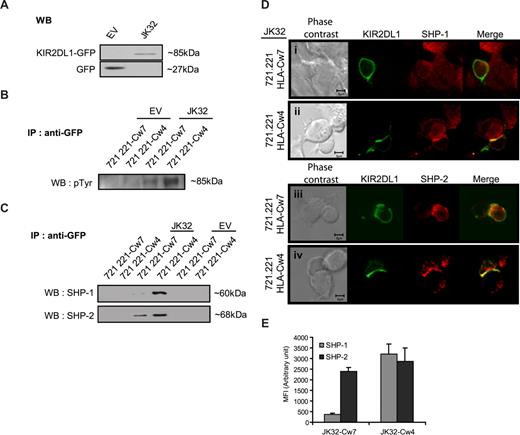 Figure 5. KIR2DL1 recruits SHP-1 and/or SHP-2 differently, depending on whether it is bound to its ligand. (A) Total protein lysates from JK32 and EV cells were blotted with anti-GFP mAb: KIR2DL1-GFP fusion protein and GFP are identified at 85 and 27 kDa, respectively. (B) EV and JK32 T cells were stimulated with SEE-pulsed 721.221/HLA-Cw4 or 721.221/HLA-Cw7 cells for 20 minutes and lysed, and GFP was immunoprecipitated. GFP immunoprecipitates (IP) were analyzed by immunoblotting with antiphosphotyrosine (p-Tyr) antibodies, or (C) the membrane was probed with anti–SHP-1 and anti–SHP-2 mAbs. (D) The distribution of SHP-1 and SHP-2 (red fluorescence) was analyzed by confocal microscopy, as detailed in Figure 4. KIR2DL1 appears as green fluorescence. (E) Cells were treated as described in panel D, and images of 5 fields were visualized with a 63×/1.4 oil-immersion objective. Signal intensity was quantified with ImageJ software.
