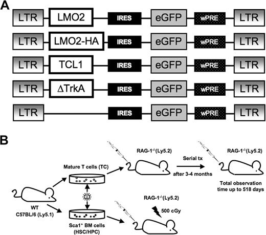 Figure 1. Gamma retroviral vectors and experimental design. (A) The design of the retroviral vectors used in this study. The retroviral vector SF91-ΔTrkA has been described elsewhere.10 wPRE indicates Woodchuck hepatitis virus posttranscriptional regulatory element; IRES, internal ribosomal entry site. An HA-tagged LMO2 was used for Western blot analysis. (B) C57BL/6.Ly5.1 mice were used as donors for Sca1+ HSCs/HPCs and mature T cells. Isolated Sca1+ HSCs/HPCs were stimulated for 3 days, mature T cells for 4 days, followed by retroviral transduction and transplantation into RAG-1–deficient recipient mice. After 12 to 16 weeks, animals that received T-cell transplants developed massive colitis and were killed. T cells were isolated and serially transplanted several times into secondary recipients (1 donor to 1 recipient).