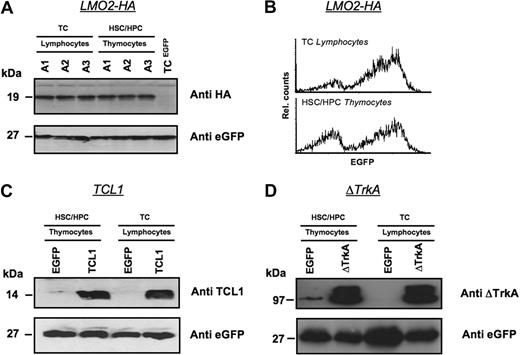 Figure 4. Expression levels of oncogenes in T lymphocytes and thymocytes after transplantation of transduced HSCs/HPCs and mature T cells. Animals were killed 6 weeks after transplantation, and Western blot analysis was performed for the expression of LMO2-HA (A,B), TCL1 (C), and ΔTrkA (D) in thymocytes of HSCs/HPCs and T lymphocytes of TC-transplanted animals. Lymphocytes of MP91-eGFP–transduced mature T cells and thymocytes of MP91-eGFP-transduced progenitor cells were used as negative controls. eGFP expression served as a loading control to ensure equal quantities of gene-modified cells. For MP91-LMO2-HA–transduced cells, flow cytometric analysis of lymphocytes and thymocytes of TC- and HSC/HPC-transplanted animals showed comparable expression intensities (B). In panel A, A1-3 indicates number of animals killed.