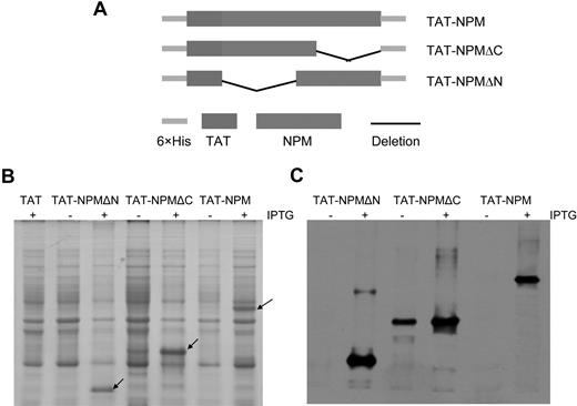 Figure 1. Expression and purification of TAT-NPM fusion proteins. (A) Schematic presentation of TAT-NPM fusions. (B) Expression of TAT-NPM fusions. E coli BL21 cells harboring vector (TAT), TAT-NPMΔN, TAT-NPMΔC, or TAT-NPM were grown in the presence (+) of Isopropyl-β-D-1-thiogalactopyranoside (IPTG) to induce expression of the TAT-fusion proteins. 50 μg cell lysates were analyzed by Coomassie blue staining. Arrows denote the corresponding TAT-fusion proteins. (C) Western blot analysis of the TAT-NPM proteins using an anti-histidine antibody. TAT-NPM fusion proteins were purified by affinity chromatography on a Nickel-sepharose column, followed by gel filtration on a PD-10 column.