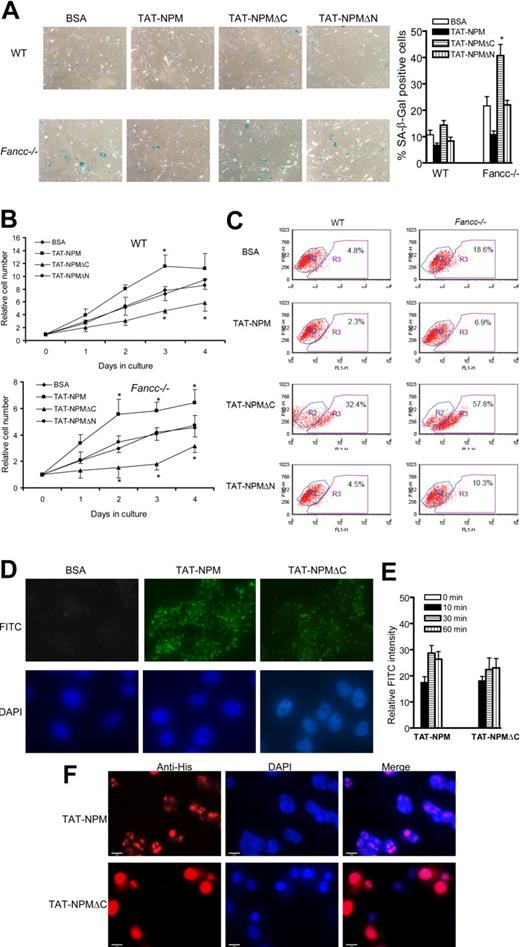 Figure 2. Effect of TAT-NPM fusions on cell proliferation and senescence. (A) TAT-NPMΔC fails to suppress senescence in MEFs. WT or Fancc−/− MEFs at passage 4 were incubated with BSA, TAT-NPM, TAT-NPMΔC, or TAT-NPMΔN (30 μg/mL each) for 6 days, with medium and the proteins changed each day. Cells were then stained for SA-β-gal. The graphs on the right are percentages of the cells stained positive for SA-β-gal quantified by counting a total of 100 cells in random fields on a slide. The data represent the mean plus or minus SD of 3 independent experiments. *Statistical significance between TAT-NPMΔC and BSA samples at P < .05. (B) TAT-NPMΔC inhibits cell proliferation. Cells were plated in 96-well plates at a density of 2 × 103 per well for overnight. Cells were incubated with the indicated proteins (30 μg/mL) and were changed each day. Cell proliferation was determined at the indicated time points. Data represent mean plus or minus SD of 3 experiments. *Statistical significance between TAT-NPM and BSA or between TAT-NPMΔC and BSA samples at P < .05. (C) Cells described in panel A were analyzed for apoptosis, as determined by flow cytometry for the percentage of cells with active caspase 3 (gated in R3). Shown are the representative data of 3 independent experiments with similar results. (D) Uptake of TAT-NPM and TAT-NPMΔC in human cells. HEK293 cells were incubated with 30 μg/mL of the indicated proteins for 30 minutes. After fixation, cells were counterstained with DAPI and the cellular distribution of the FITC-labeled TAT-fusions was visualized with fluorescence microscope. (E) Time course of TAT-NPM protein uptake by human cells. HEK293 cells were incubated with TAT-NPM or TAT-NPMΔC (30 μg/mL each) at the indicated time. Relative FITC intensity was determined by normalizing fluorescence intensity of each treatment with cell numbers. (F) Subcellular localization of the TAT fusions in human cells. HEK293 cells were incubated with TAT-NPM or TAT-NPMΔC (30 μg/mL each) for 30 minutes, washed extensively, and incubated in the absence of the TAT fusions for 60 minutes before fixation. The cells were then stained with anti-His6 antibody and visualized with fluorescence microscope.