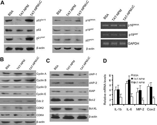 Figure 3. Effect of TAT-NPM proteins on expression of genes controlling cell cycle, apoptosis, and inflammation. (A) Effect on negative regulators of cell-cycle progression. Primary MEFs were treated with BSA, TAT-NPM, or TAT-NPMΔC (30 μg/mL each) for 12 hours, and whole cell extracts or RNA were prepared for analyses of p53, p21Waf1, p16Ink4a, p19Arf, and p27KIP1 by immunoblotting (left and middle panels) or p16Ink4a and p19Arf mRNAs by RT-PCR (right panel). (B) Cells described in panel A were analyzed for expression of positive regulators of cell-cycle progression by immunoblotting. (C) Reduced levels of antiapoptotic proteins in cells treated with TAT-NPMΔC, as examined by immunoblot analysis of cell extracts described in panel A. (D) TAT-NPMΔC suppresses expression of inflammatory genes. Expression of genes encoding inflammatory genes was examined in BSA, TAT-NPM, and TAT-NPMΔC–treated cells stimulated with TNF-α (10 ng/mL) for 30 minutes. Cells were collected, total RNA was prepared, and gene expression was analyzed by real-time PCR and normalized to GAPDH mRNA. Results are means plus or minus SD of 3 independent experiments.