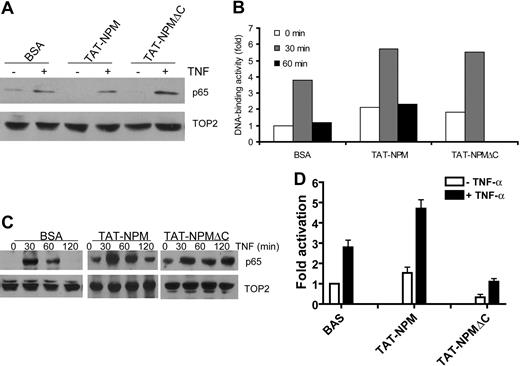 Figure 4. TAT-NPMΔC inhibits NF-κB activation. (A) Effect of TAT-NPMΔC on TNF-α–induced nuclear translocation of NF-κB. HEK293T cells were first treated with BSA, TAT-NPM, or TAT-NPMΔC (30 μg/mL each) for 30 minutes then stimulated with TNF-α (10 ng/mL) for 30 minutes. Nuclear localization of the NF-κB subunit p65 in the nuclear extracts was analyzed by immunoblot analysis of the NF-κB subunit p65. (B) Effect of TAT-NPMΔC on TNF-α–induced DNA-binding activity of NF-kB. HEK293T cells were first treated with BSA, TAT-NPM, or TAT-NPMΔC (30 μg/mL each) for 30 minutes then stimulated with TNF-α (10 ng/mL) for the indicated time. Nuclear extracts were then prepared and DNA-binding activity of NF-κB was measured by transcription factor enzyme-linked immunosorbent assay (ELISA). Data are presented as fold activation relative to the DNA-binding activity in BSA-treated cells without TNF-α stimulation. (C) TAT-NPMΔC prolongs TNF-α–induced nuclear accumulation of NF-κB. HEK293T cells were first treated with BSA, TAT-NPM, or TAT-NPMΔC (30 μg/mL each) for 30 minutes then stimulated with TNF-α (10 ng/mL) for the indicated time. Nuclear localization of the NF-κB subunit p65 in the nuclear extracts was analyzed by immunoblot analysis of the NF-κB subunit p65. (D) TAT-NPMΔC inhibits NF-κB transcriptional activity. HEK293T cells transfected with a 3 × κB-Luc plasmid were treated with BSA, TAT-NPM, or TAT-NPMΔC (30 μg/mL each) for 30 minutes, then stimulated with TNF-α (10 ng/mL) for another 30 minutes. Results of triplicate experiments are shown with mean and standard deviation.
