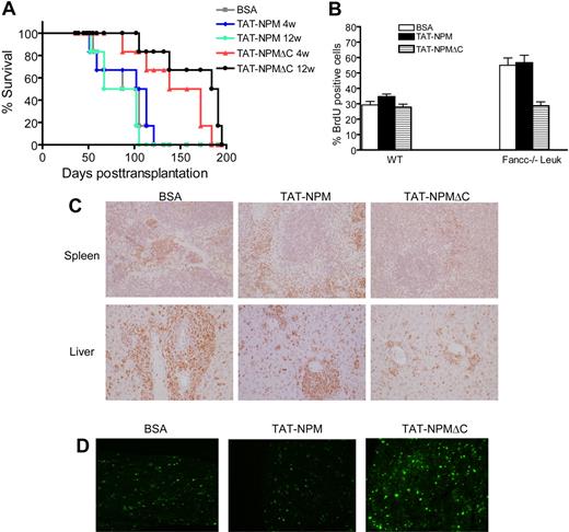 Figure 6. TAT-NPMΔC delays leukemia development. (A) 106 Fancc−/− preleukemic cells (along with 106 competitive cells) were injected intrvenously into lethally irradiated recipients, which after 10 days were injected intraperitonally with the indicated proteins (10 mg/kg in 0.5 mL PBS and 10% glycerol) twice a week for up to 12 weeks. Survival of recipient mice was quantified by Kaplan-Meier analysis. Experiments were performed 2 times, each with 3 recipient mice (total, 6 mice per group). (B) 2 × 105 WT BM cells or Fancc−/− leukemic cells were treated with BSA, TAT-NPM, or TAT-NPMΔC (30 μg/mL each) for 30 minutes. Cells were then washed and cultured for 24 hours in normal growth medium supplemented with 10 μM BrdU, and level of BrdU incorporation was determined by flow cytometry. Data represent mean plus or minus SD of 3 experiments. (C) TAT-NPMΔC inhibits leukemic cell proliferation. Tissue sections of spleen and liver from recipient mice treated with the indicated proteins for 4 weeks were stained with ki-67 and counterstained with hematoxylin and eosin (H&E). Magnification, 40×. (D) TAT-NPMΔC induces apoptosis in leukemic mice. Tissue sections of bone marrow from recipient mice treated with the indicated proteins for 4 weeks were analyzed by TUNEL staining (green). Magnification, 40×.