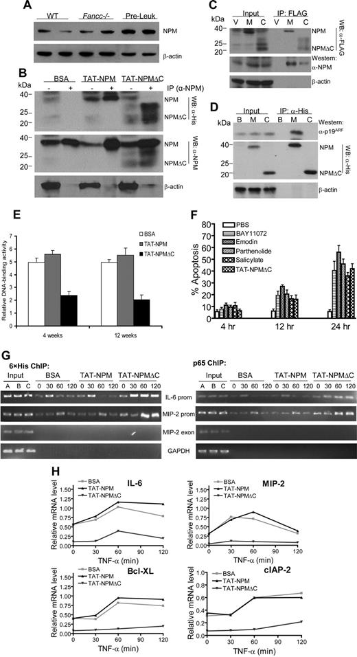 Figure 7. TAT-NPMΔC forms complexes with endogenous NPM and p65 and abrogates NF-κB activation in Fancc−/− preleukemic cells. (A) Up-regulation of NPM in Fancc−/− preleukemic cells. Whole cell extracts of freshly isolated bone marrow cells from WT and Fancc−/− mice or Fancc−/− preleukemic cells were analyzed for NPM protein levels by immunoblotting. Data with 2 mice from each group are shown. (B) Nuclear association of TAT-NPM fusions with endogenous NPM in Fancc−/− preleukemic cells. Fancc−/− preleukemic cells were treated with BSA, TAT-NPM, or TAT-NPMΔC (30 μg/mL each) for 30 minutes. Nuclear extracts were prepared and used for IP with an anti-NPM antibody. The immuno-complexes were then analyzed by Western blotting with antibodies against 6 × histine (top panel), NPM (middle panel), or actin (bottom panel). Input controls (10%) are shown in left lane of each group. (C) Nuclear association of NPMΔC with endogenous NPM in Fancc−/− preleukemic cells. Fancc−/− preleukemic cells were infected with vector (V), WT NPM (M), or NPMΔC (C) retroviruses. Nuclear extracts were prepared and used for IP with an anti-FLAG antibody. The immuno-complexes were then analyzed by Western blotting with antibodies against FLAG (top panel), NPM (middle panel), or actin (bottom panel). Input controls (10%) are shown in left lanes. (D) TAT-NPMΔC does not associate with p19ARF. Fancc−/− preleukemic cells were treated with BSA (B), TAT-NPM (M), or TAT-NPMΔC (C) (30 μg/mL each) for 30 minutes. Whole cell extracts were prepared and used for IP with an anti-His antibody. The immuno-complexes were then analyzed by Western blotting with antibodies against p19ARF (top panel), 6 × histine (middle panel), or actin (bottom panel). Input controls (10%) are shown in left lane of each group. (E) TAT-NPMΔC inhibits NF-kB activity in Fancc−/− leukemic mice. 106 Fancc−/− preleukemic cells (along with 106 competitive cells) were injected intravenously into lethally irradiated recipients, which after 10 days were injected intraperitoneally with the indicated proteins (10 mg/kg in 0.5 mL PBS and 10% glycerol) twice a week for 4 and 12 weeks. Nuclear extracts were then prepared from BM cells of the recipient mice 24 hours after the last injection and DNA-binding activity of NF-κB was measured by transcription factor ELISA assays. The results are the means plus or minus SD of 2 independent experiments, each with 3 recipient mice from each group. Statistical significance (P < .05) between BSA or TAT-NPM and TAT-NPMΔC. (F) Kinetics of apoptosis induced by TAT-NPMΔC other NF-κB inhibitors in Fancc−/− leukemic cells. Fancc−/− preleukemic cells were treated with TAT-NPMΔC (30 μg/mL), sodium salicylate (5 mM), emodin 3 μg/mL), parthenolide (2 μM), or BAY11072 (0.2 μM) for the indicated time. Apoptosis was determined by flow cytometry for the percentage of cells with active caspase 3. The results are presented as the means plus or minus SD of 2 experiments. There is no statistically significant difference between TAT-NPMΔC and other tested NF-κB inhibitors. (G) Increased binding of TAT-NPMΔC and p65 to NF-κB–responsive promoters in Fancc−/− preleukemic cells. Chromatin immunoprecipitation assays. Fancc−/− preleukemic cells were treated with TNF-α for the indicated time in the presence of BSA, TAT-NPM, or TAT-NPMΔC (30 μg/mL each). Recruitment of TAT-NPMΔC or the p65 NF-κB subunit to the IL-6 and MIP-2 promoters was assessed by immunoprecipitation and PCR amplification of the promoter sequences. (H) Down-regulation of proinflammatory and antiapoptotic genes in TAT-NPMΔC–treated Fancc−/− preleukemic cells. Fancc−/− preleukemic cells were treated with TNF-α for the indicated time in the presence of BSA, TAT-NPM, or TAT-NPMΔC (30 μg/mL each). RNA was isolated, and gene expression was quantified by real-time PCR and normalized to the level of GAPDH mRNA.