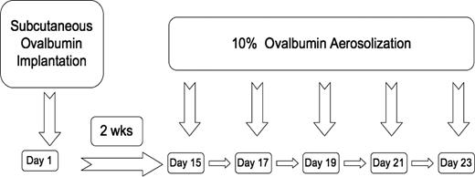 Figure 1. Timeline showing OVA subcutaneous implantation relative to OVA aerosolization in WT, HbA, and SCD mice.