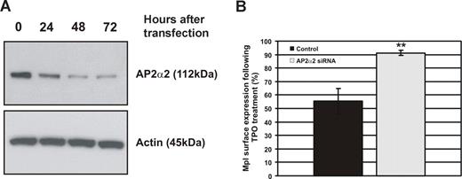 Figure 2. c-Mpl internalization is reduced in AP2α2-depleted cells. BaF-Mpl cells were transfected with siRNA specific to the AP2α2 subunit, which is essential for the function of AP2. (A) AP2α2 depletion was analyzed by Western blot and was maximal 48 hours after transfection (approximately 75% depletion). (B) Tpo-stimulated c-Mpl internalization was then determined by flow cytometry in AP2α2-depleted BaF-Mpl cells 48 hours after transfection (**P < .01). Error bars represent SD.