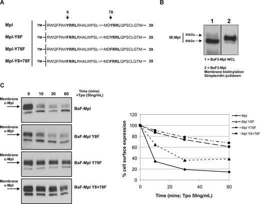 Figure 3. Cytoplasmic Y78 is essential for c-Mpl internalization. (A) Human c-Mpl cytoplasmic amino acid sequence is shown with the 2 potential AP2 interaction motifs highlighted in bold. A total of 3 constructs were made with Y → F point mutations at Y8, Y78, and both Y8 and Y78. (B) Biotinylation of membrane proteins demonstrates expression of the larger (approximately 85 kDa) mature form of c-Mpl at the at the cell surface (WCL indicates whole-cell lysate). (C) The effects of Tpo stimulation on receptor surface expression in each of the clones was determined by membrane biotinylation and Western blot analysis. Internalization was quantified by densitometry—comparing expression of membrane-localized c-Mpl (85 kDa) to Tpo-starved cells (0 minutes). The data are representative of 3 independent experiments.